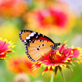 orange butterfly